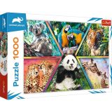 TREFL Puzzle Animal Planet: Krlovstv zvat/1000 dlk