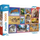 TREFL Puzzle Animal Planet: Divok proda/1000 dlk